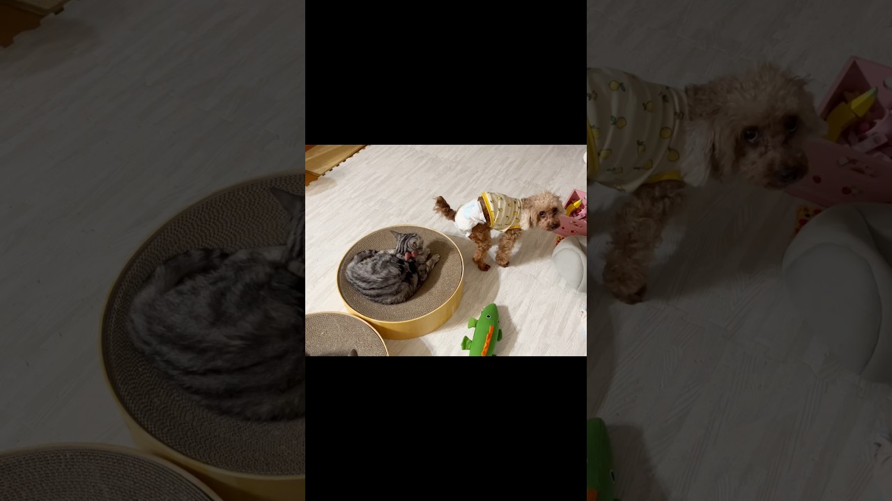 ガチでやばいわね #猫 #アメリカンショートヘア #shorts