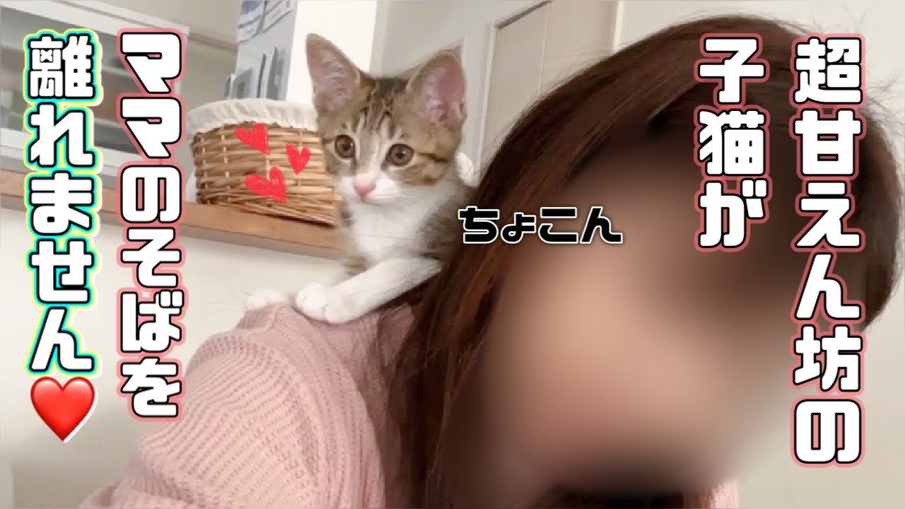 【保護猫】ママのそばから常に離れない子猫が可愛すぎましたｗ