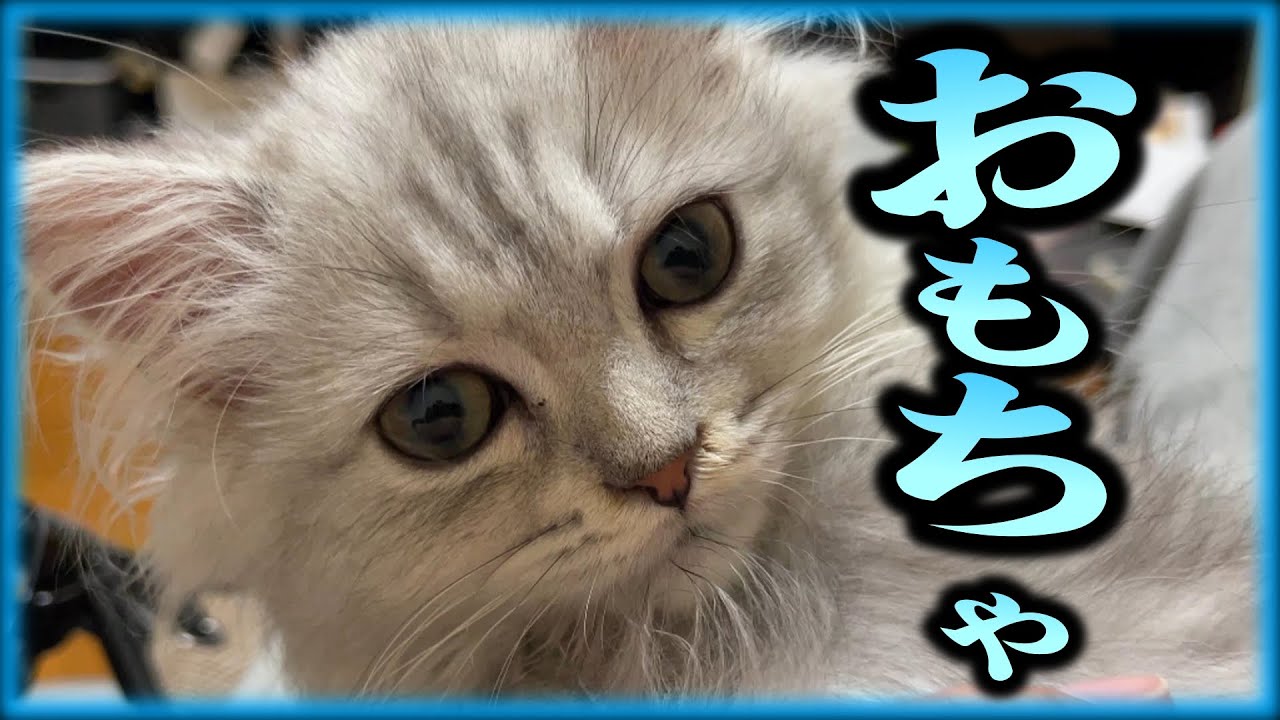 【子猫】マンチカンの子猫に新しいおもちゃを買ってきた