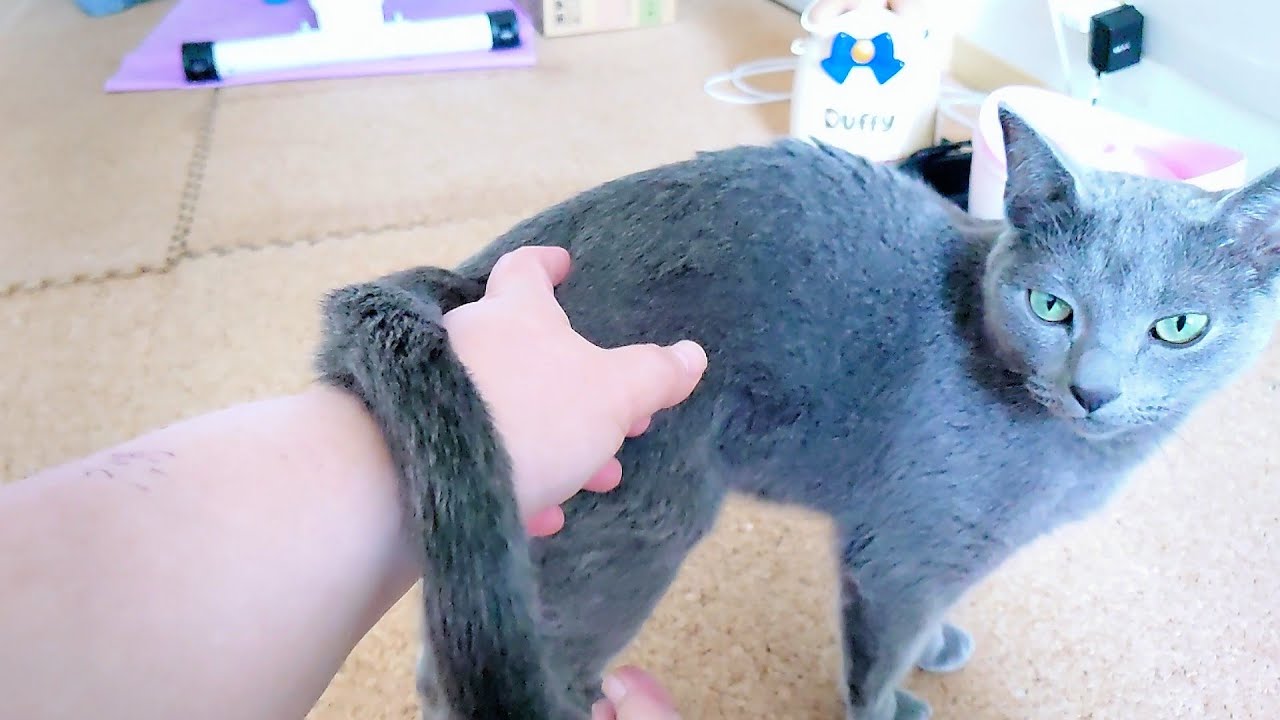 【猫動画】嫁に挨拶しに来てくれたロシアンブルー【russianbule】The Russian Blue who came to greet me in the morning