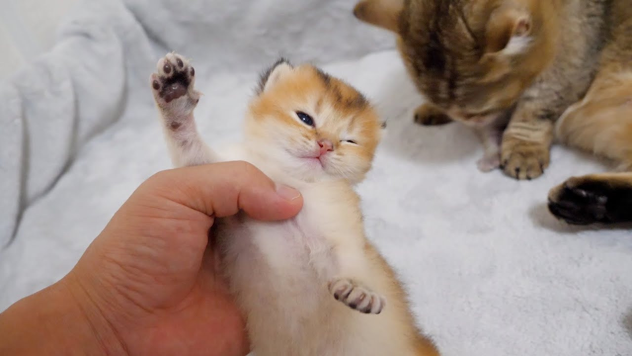 Kitten doesn't move at all when held by me