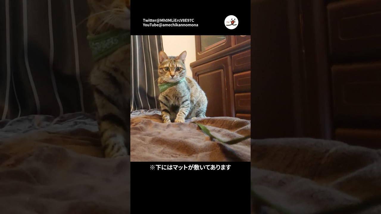 子猫が消えた✨｜PECO #アメリカンショートヘア #americanshorthair #猫 #猫動画 #猫のいる暮らし #cat #catlover #catvideos