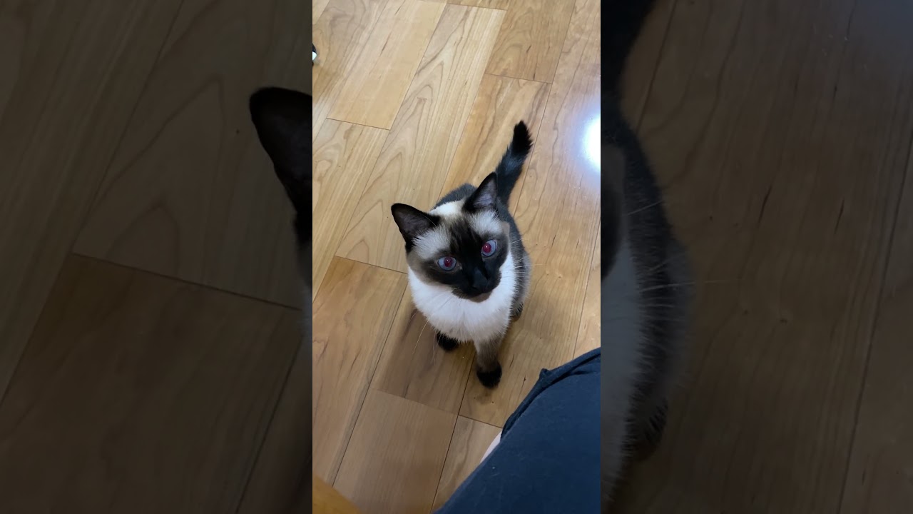 【2023.07.25】今日のシャム猫のふくさん（音無し）【たぬき猫】 #shorts