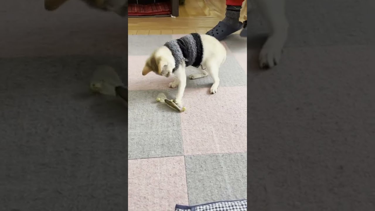 初めておもちゃ🐟#お父ちゃん手作り#シンガプーラ#保護猫#多頭飼い #大切な家族 #shorts