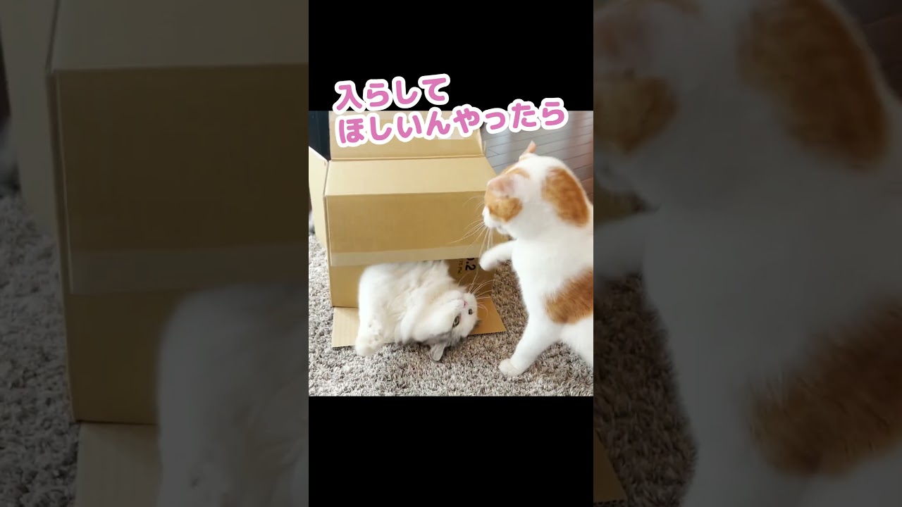 【ケンカ】段ボールの取り合いをする猫達がこちら #Shorts