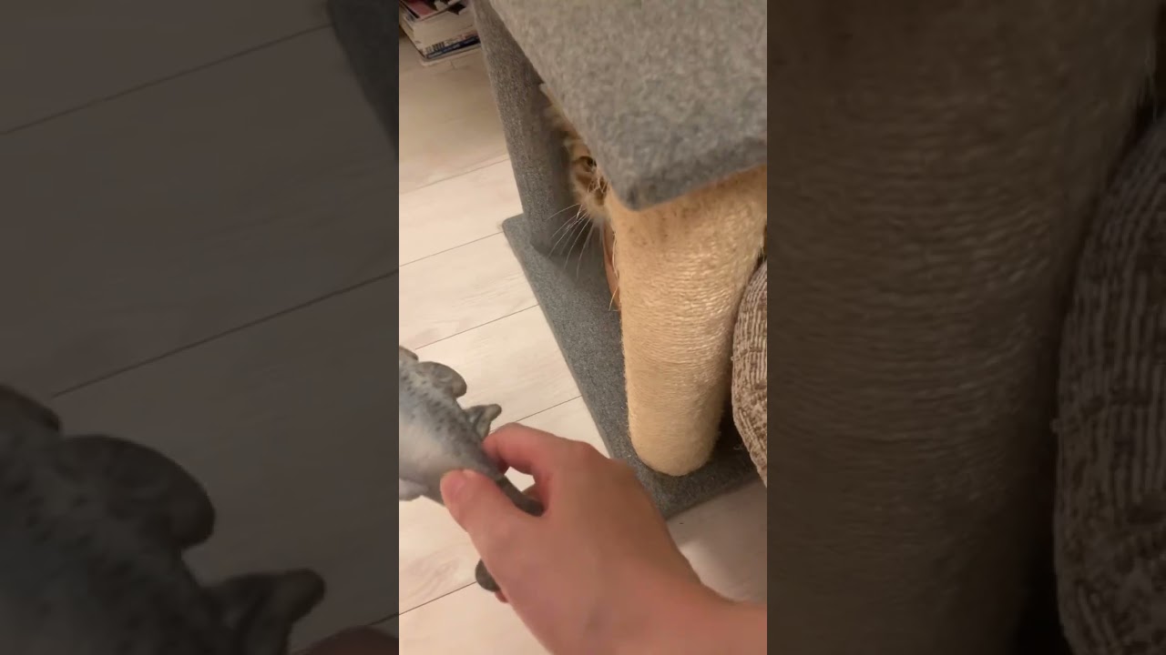 #ロシアンブルー #ソマリ #いやしねこ