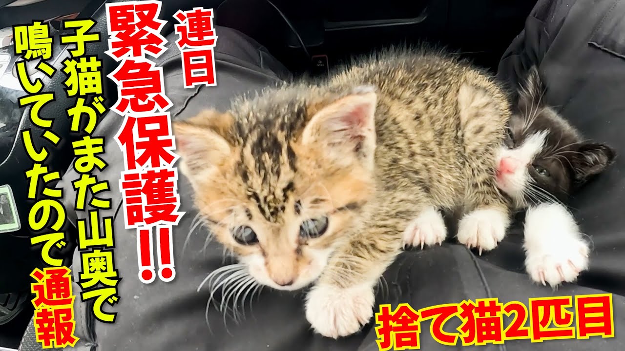 【捨て猫】通報して保護した翌日に同じ場所に行くとまた鳴き声が…絶対に鳥に襲われそうで子猫2匹目緊急保護！ペットは責任を持て