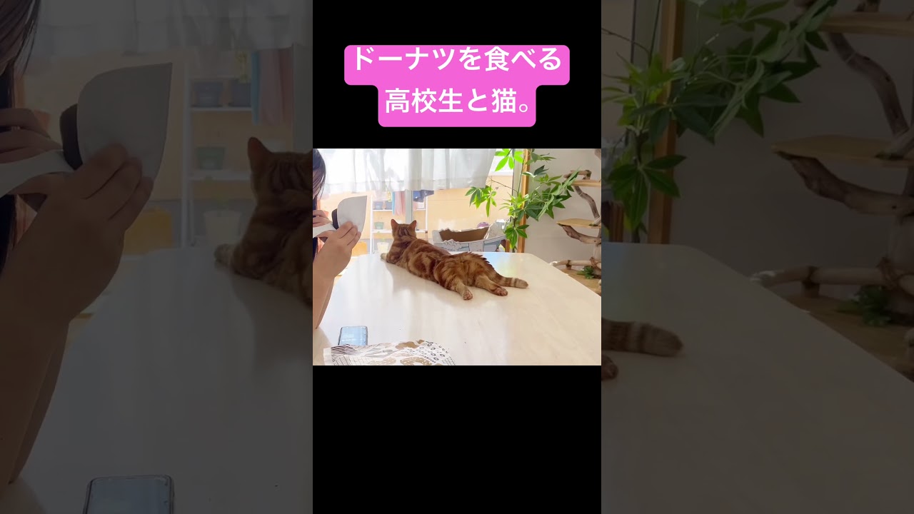 ドーナツを食べる高校生と猫。 #猫 #マンチカン #shorts