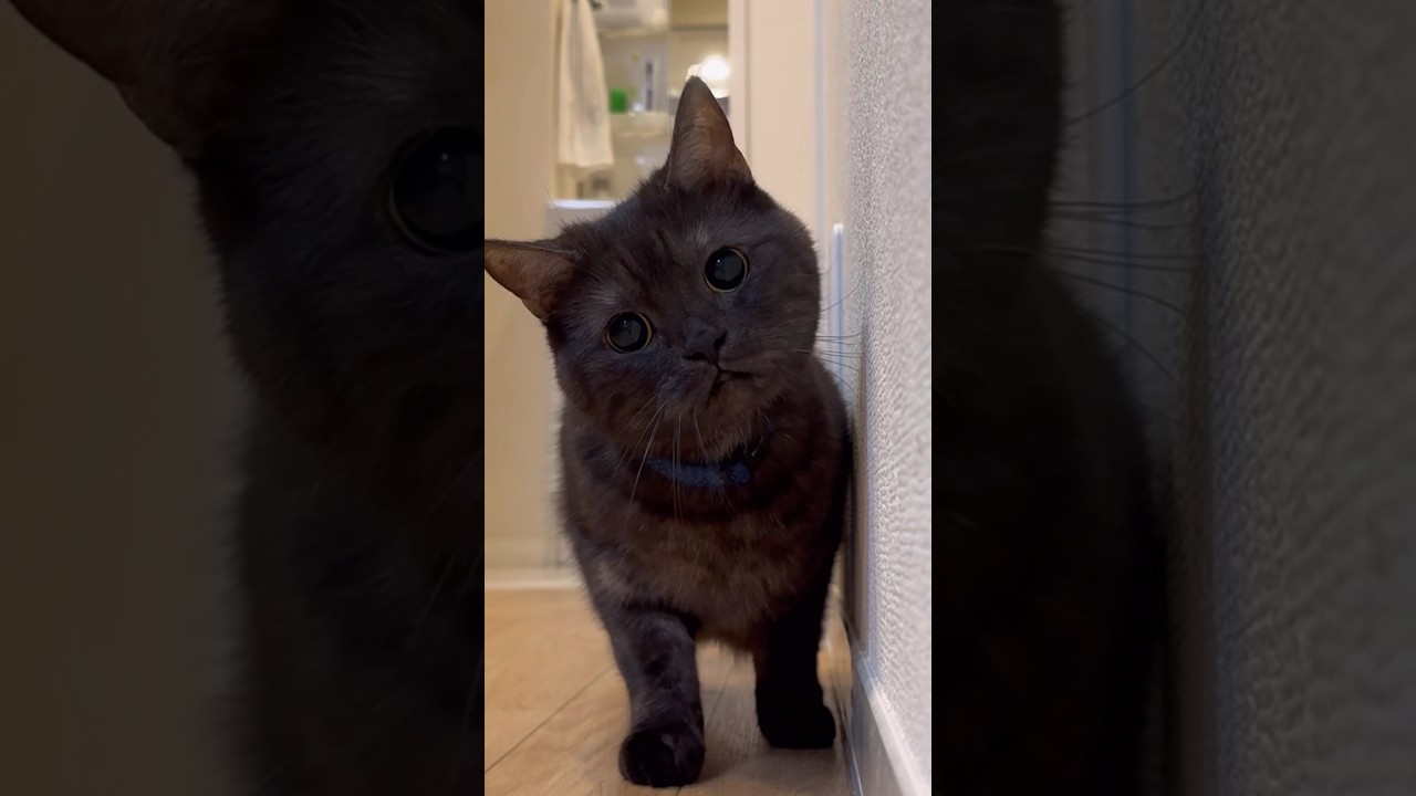 黒猫に見つめられて…かわいいから怖い瞳に#shorts