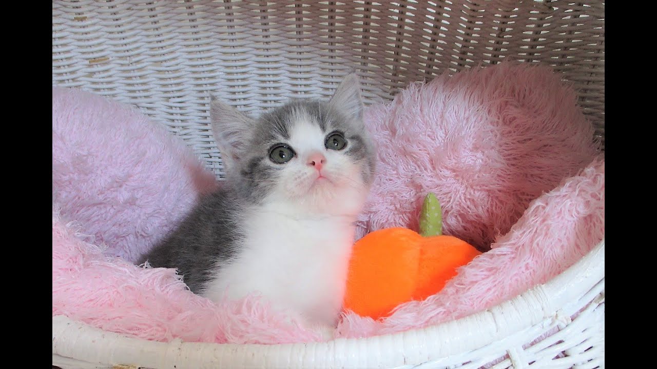 ☆中山店☆スコティッシュフォールド☆8/26お家が決まりました♪