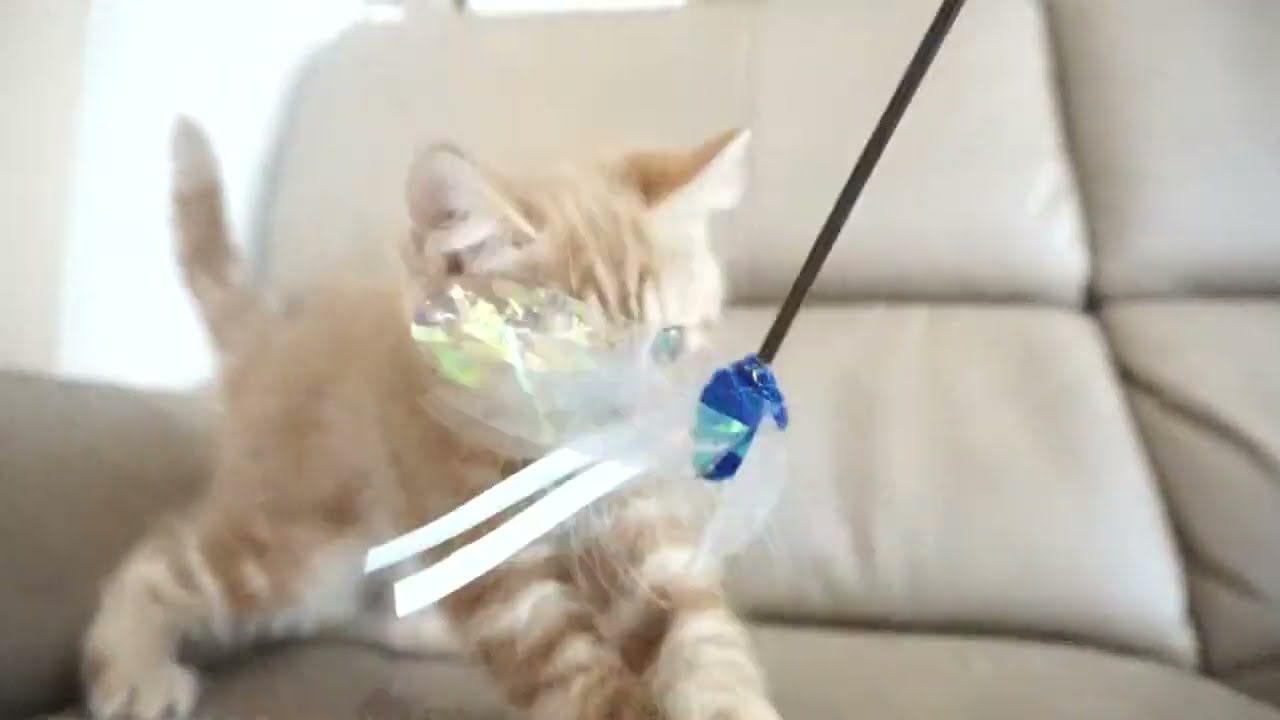 セルカークレックス子猫　2023.6.14産まれ 　レッドタビー　　女の子　シーダキャット猫のお店