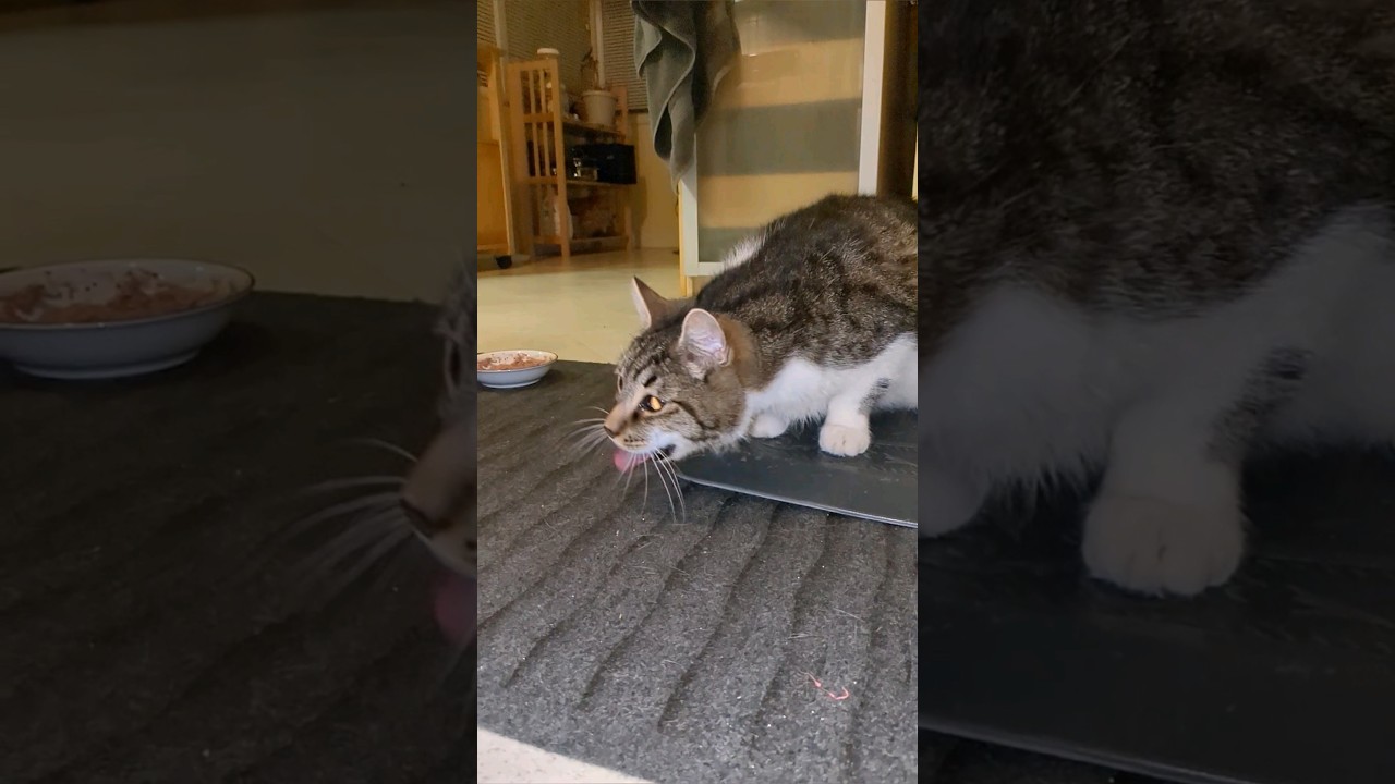 cat vomiting (He's OK)🤢😳