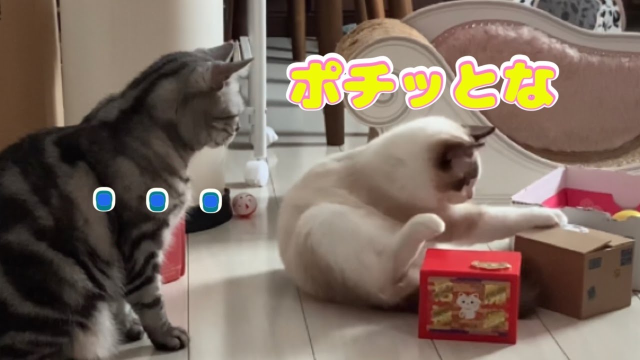 【子なし専業主婦の日常】仔猫が先住猫の特技をパクッてドヤッてた😈⚡️