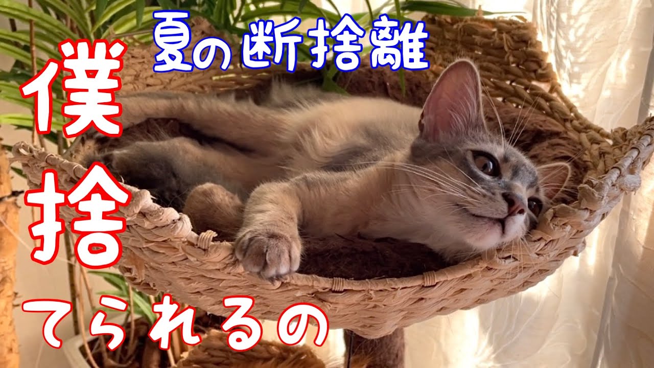 【想定外】真夏の断捨離…僕も捨てられるの？その結果はコチラ❗️【ソマリ】
