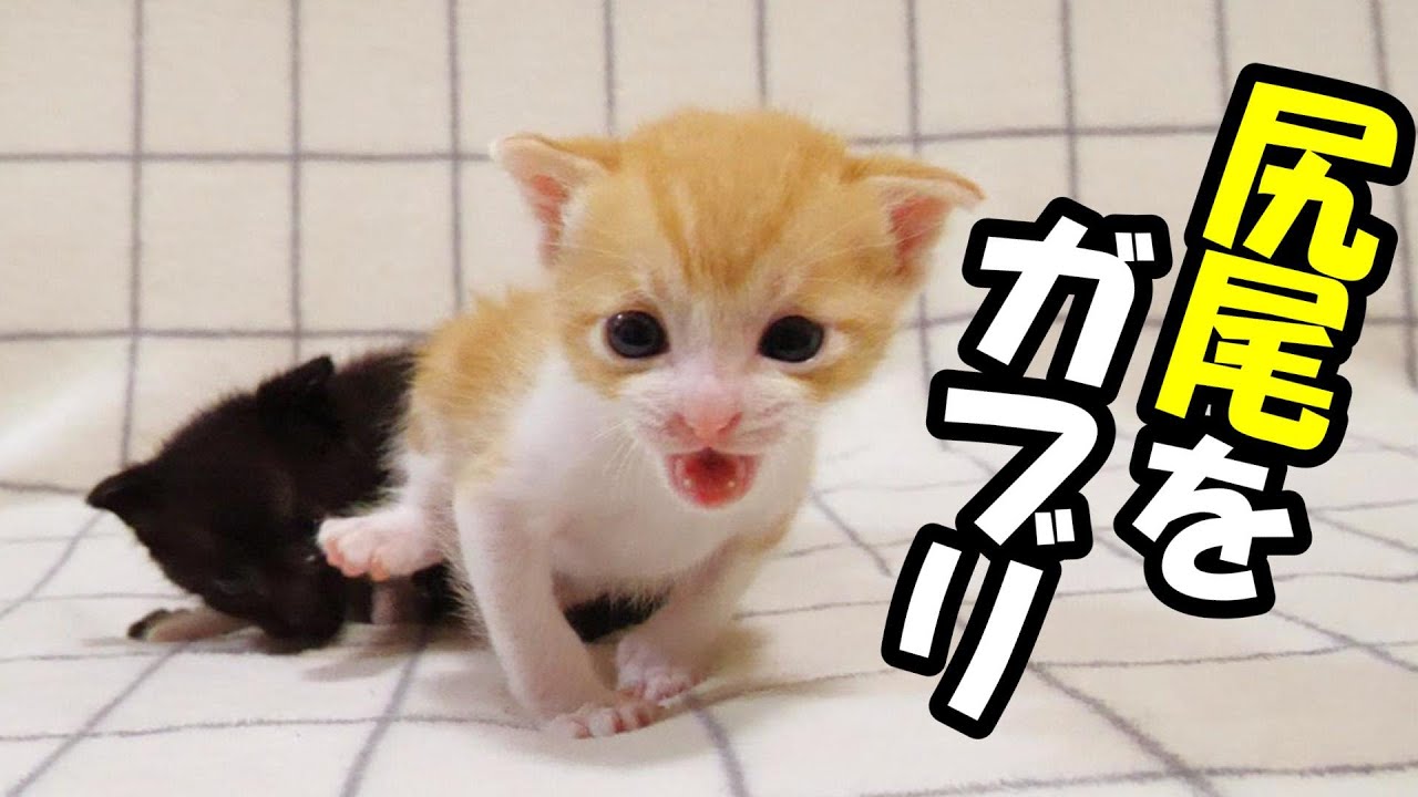 尻尾をガブリとされて子猫の激怒する【赤ちゃん猫　保護猫】