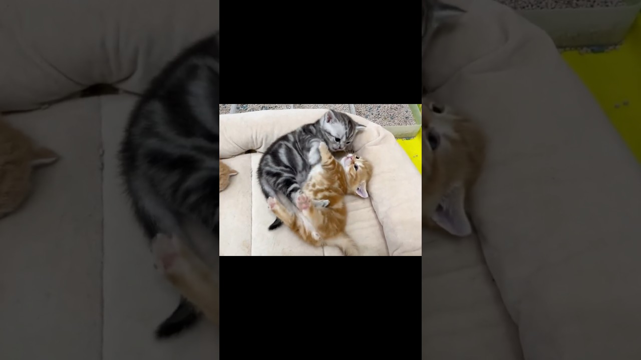 なかなか報われないマンチカンのちゃびくん #猫 #マンチカン #shorts