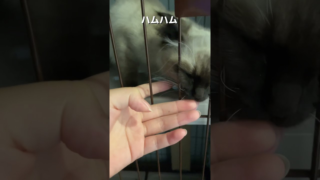 猫パンチと指なめをするラグドールが可愛すぎた件…         #すだち #ラグドール #猫 #ねこ #ネコ #猫のいる暮らし #子猫 #cat  #shorts