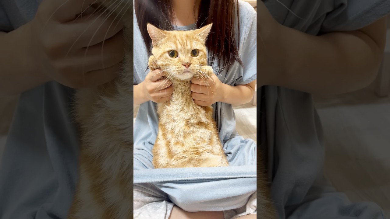 ちゃーぼーと『ピーマン体操』踊ってみた！ #猫 #推しの子 #shorts