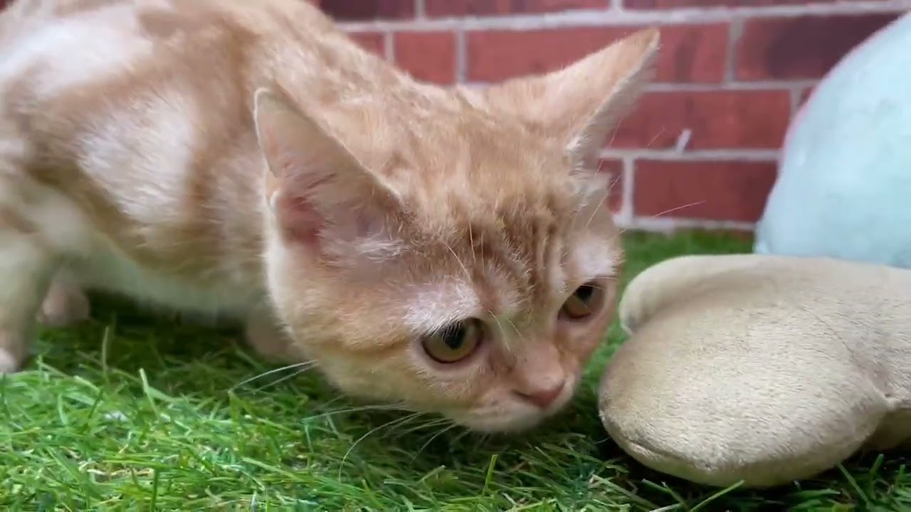 ペットショップCoo&RIKU　634457　アメリカンショートヘアー