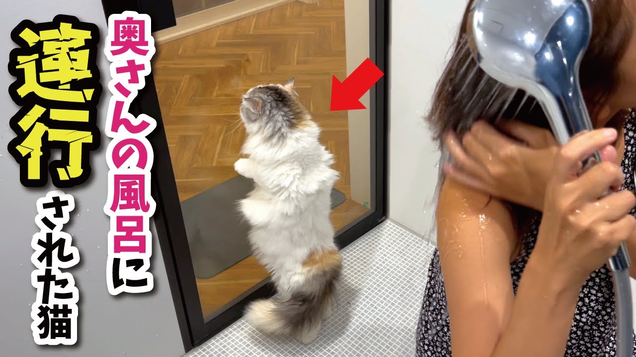猫と奥さんが一緒にお風呂に入った結果、パサパサ髪のアラフォー主婦にとんでもない変化が…！