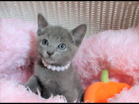 ☆中山店☆ロシアンブルー☆女の子☆ブルー☆6/20生まれ☆