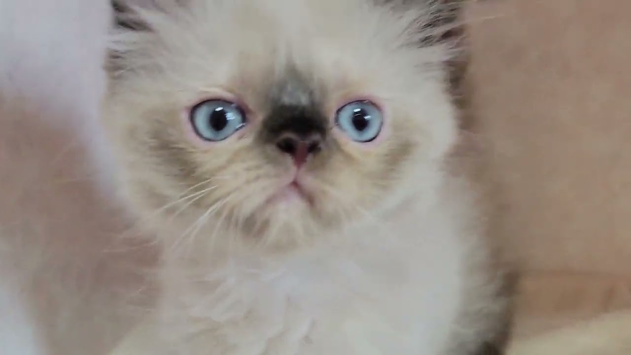 ヒマラヤン 【シールポイント】面白い顔からイケメンになるのでしょうか！