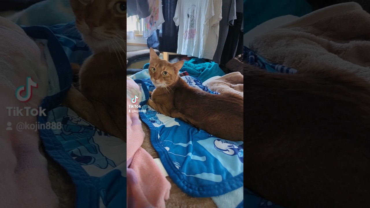 7/30うちのアビちゃん（´・ω・`） #ねこ #cat #アビシニアン #猫