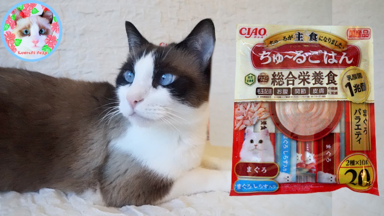 ちゅ～るごはんって何ですか？ Cat licking treats