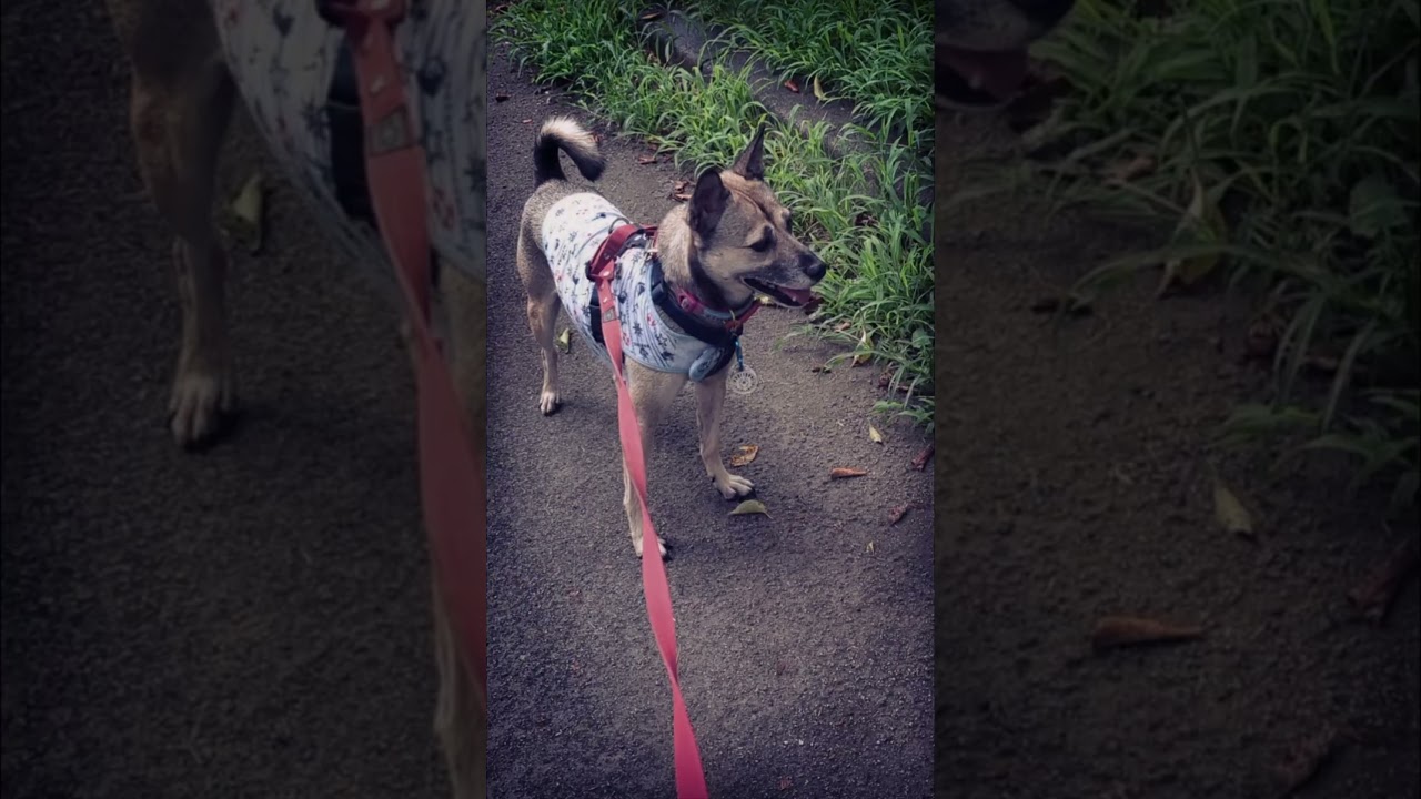 【虐待された犬】アッチャンは柵に挟まった猫を見つけました。#short #元保護犬の竜之助とアッチャンねる