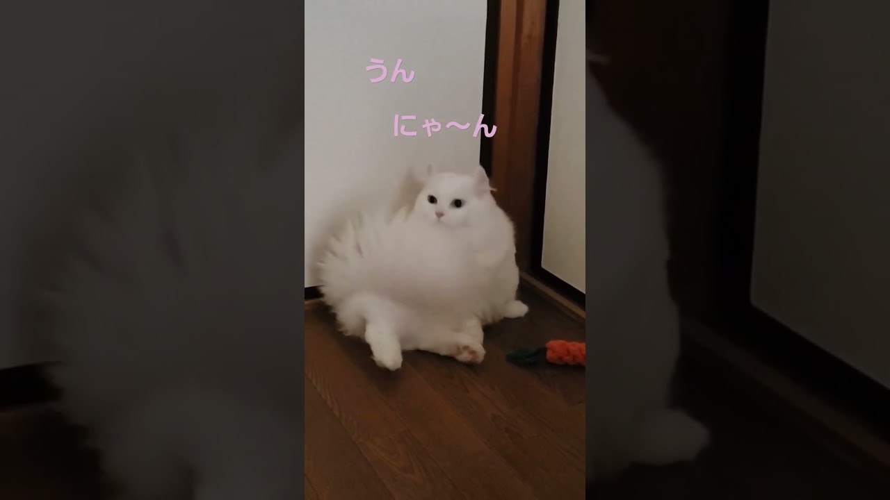 とにかく鳴き声がかわいいラビちゃん#オッドアイ#ねこ#cat#キンカロー