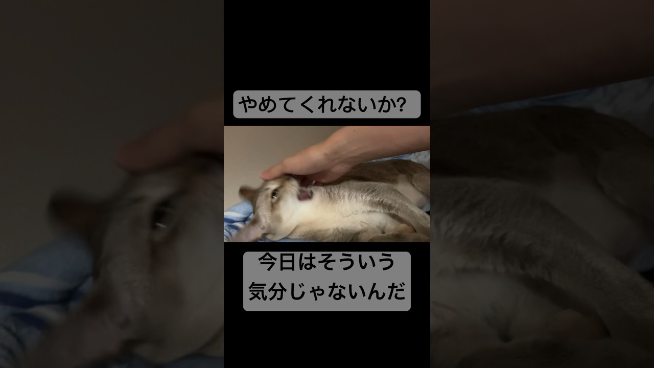 ご機嫌斜めなのか、撫でられるのを全力で拒否するシンガプーラ