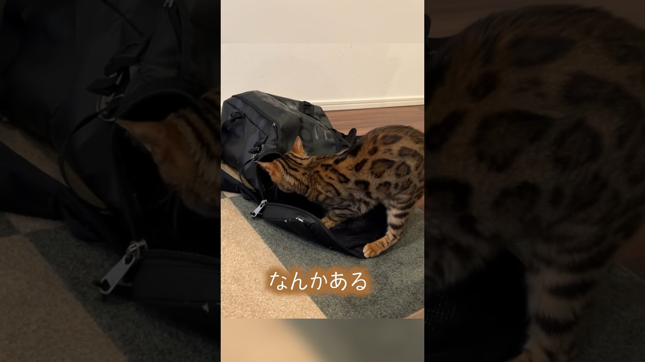 暇すぎてカバンの中を冒険してると。。。 #ベンガル #ルトロゼ #猫