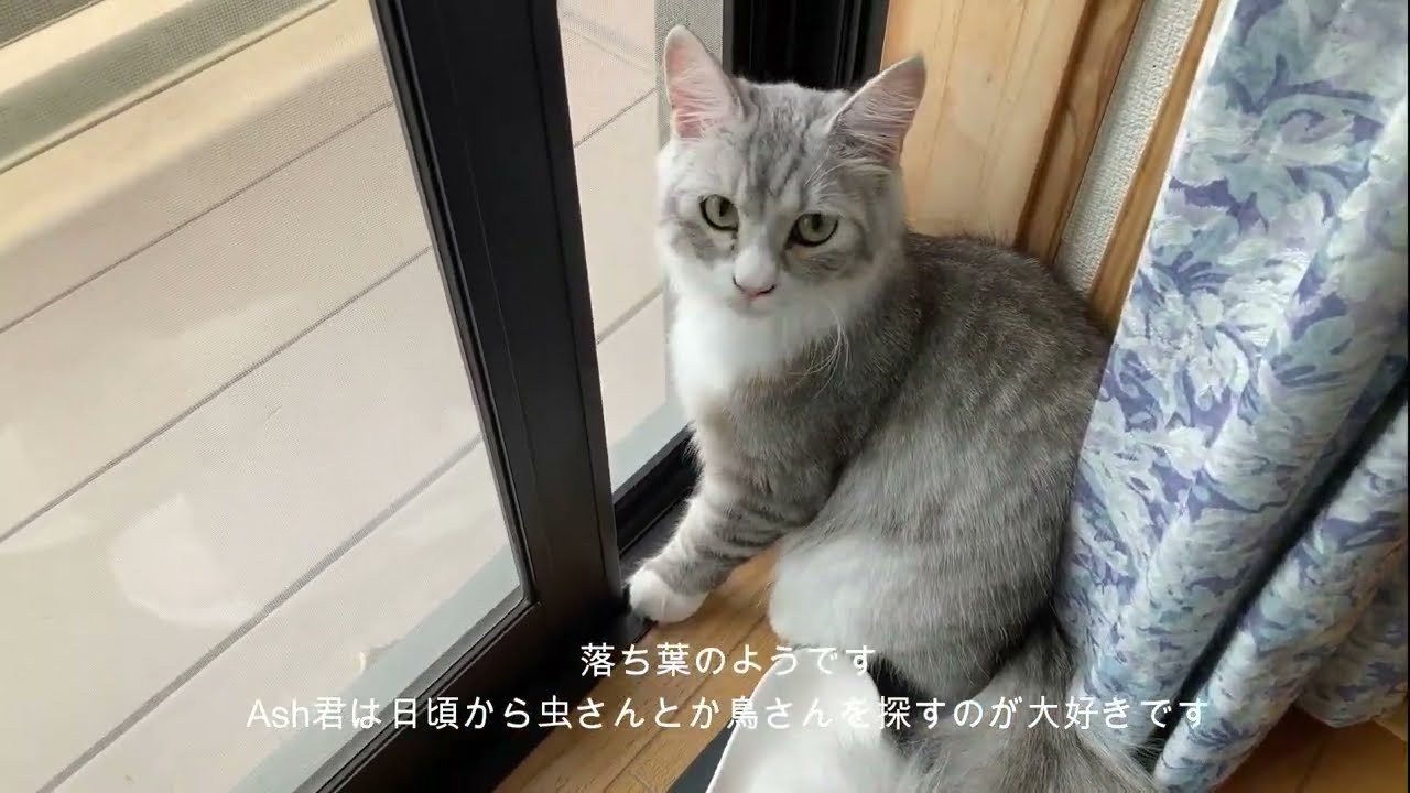 【サイベリアン子猫：虫さんいるかな～】　【Ash君の足あと】　　　　　#猫のいる生活, #猫動画, #猫のいる暮らし, #サイベリアン, #かわいい子猫, #子猫, #siberian, #cat