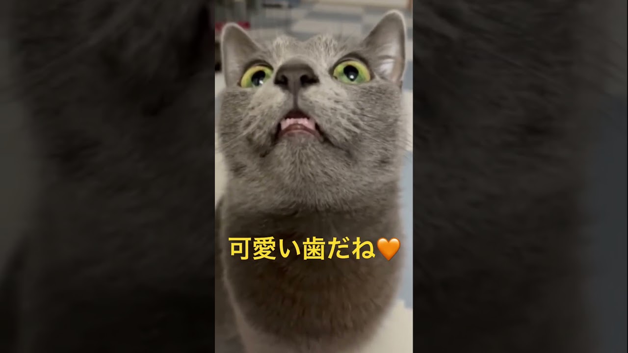 歯も可愛い猫（ロシアンブルー）#shorts