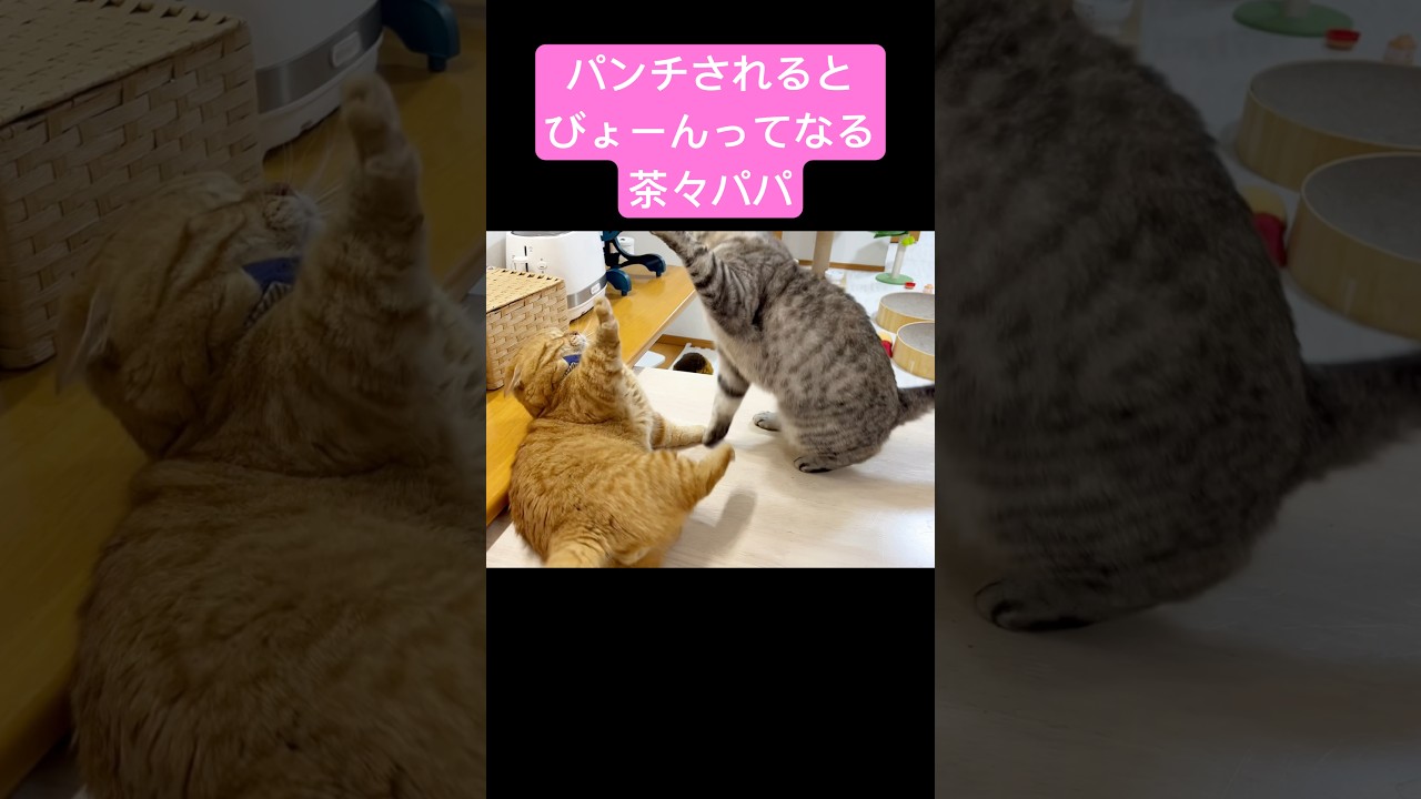 妻に頭をひっぱたかれるたび『びょょーん』ってなる茶々パパ #猫 #マンチカン #shorts