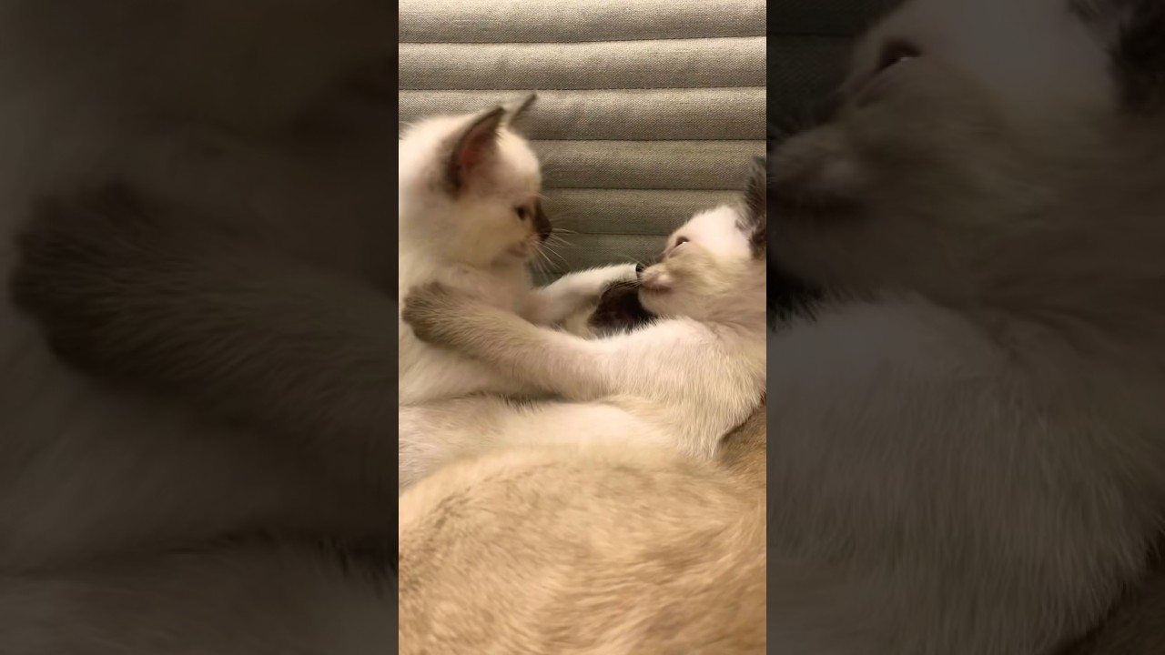 Almost Live: Happening now from the Kitten’s favorite chair.