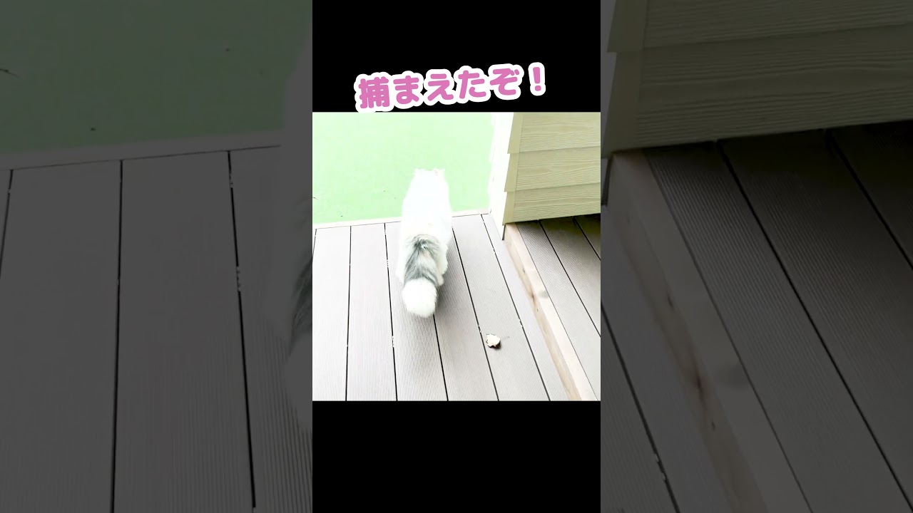 やってもうた…!!!神様をシバいた猫がこちら #Shorts