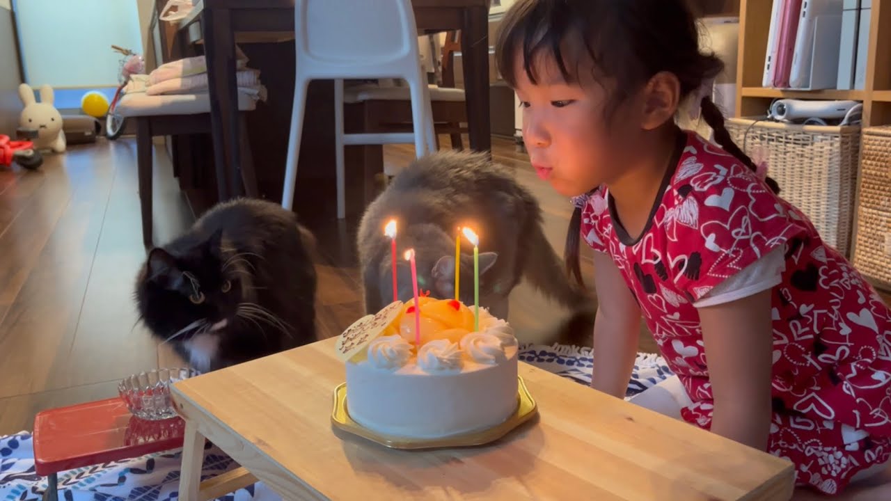ママの誕生日会に参加する猫　ラガマフィン&ノルウェージャンフォレストキャット　Cats attending mom's birthday party