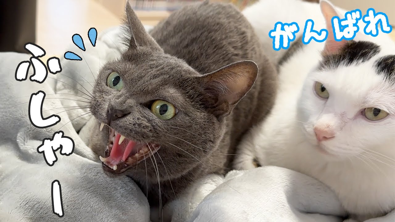 気難しい先住猫と子猫はまだこんな感じです…！