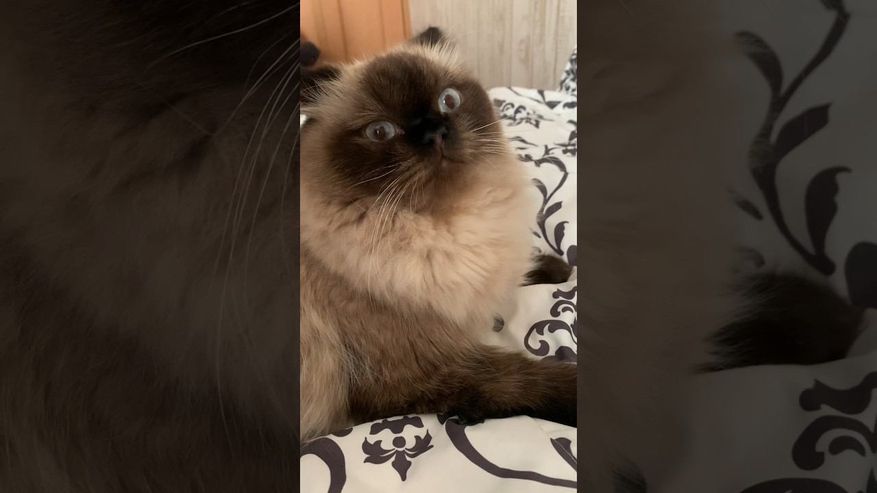 ふんっ！ #猫 #日常 #猫のいる生活 #ヒマラヤン #shorts