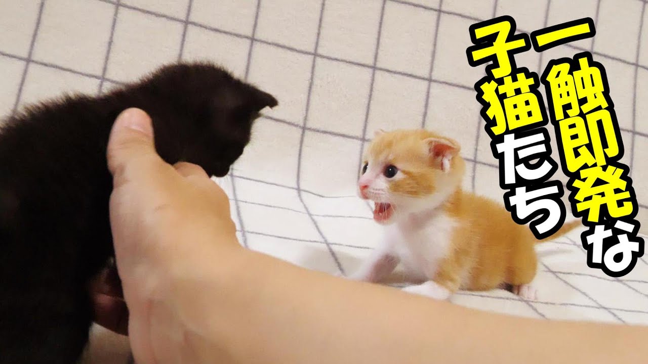 2分後に子猫たちが揉め始める。どうしたの？【赤ちゃん猫　保護猫】