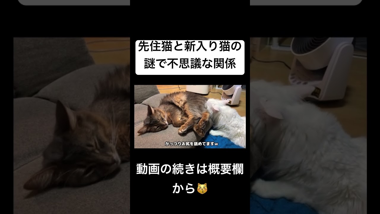 仲良しでもなく敵対関係でもない不思議な関係の先住猫と新入り猫　#shorts  　#ソマリ #マンチカン