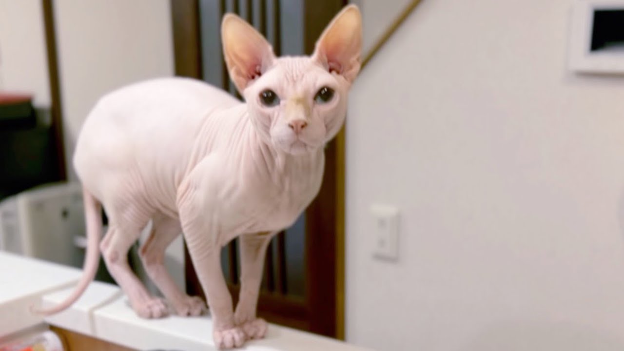キッチンで見張り番するスフィンクス猫！