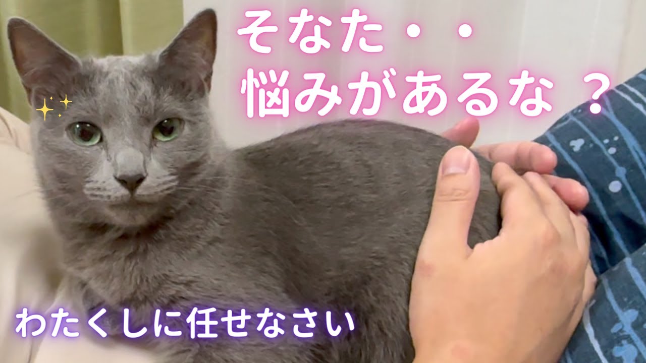 ソラ様の占い館へようこそ💁‍♀️🔮（ロシアンブルー）