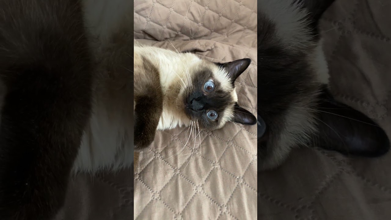 【2023.08.18】今日のシャム猫のふくさん（音無し）【たぬき猫】 #shorts