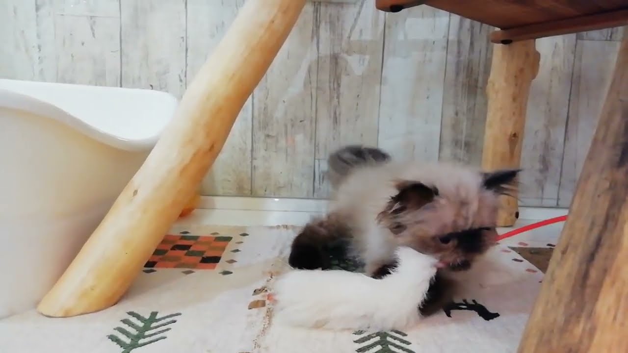 ヒマラヤン　女の子　2023/6/18生まれ