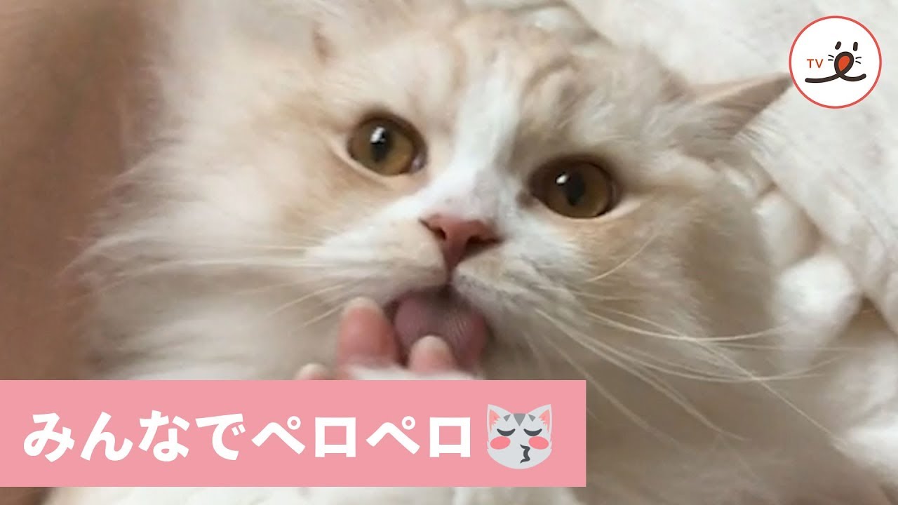 ペロペロが止まらない！ 可愛すぎるペロペロにゃんこたち😂💕 【PECO TV】