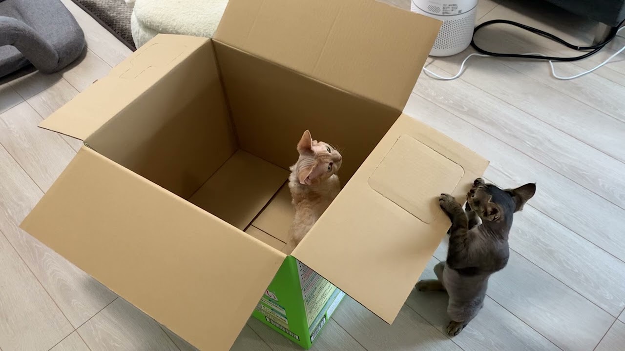デボンレックス兄弟が段ボール箱で遊んでいます(Devon Rex brothers playing in/around a cardboard box)