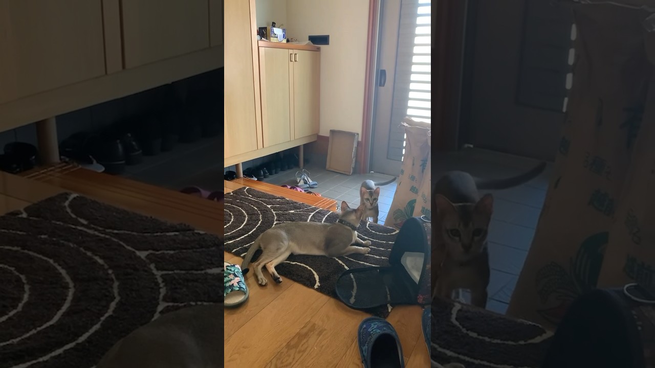 実家の玄関を我がモノにするシンガプーラ兄弟