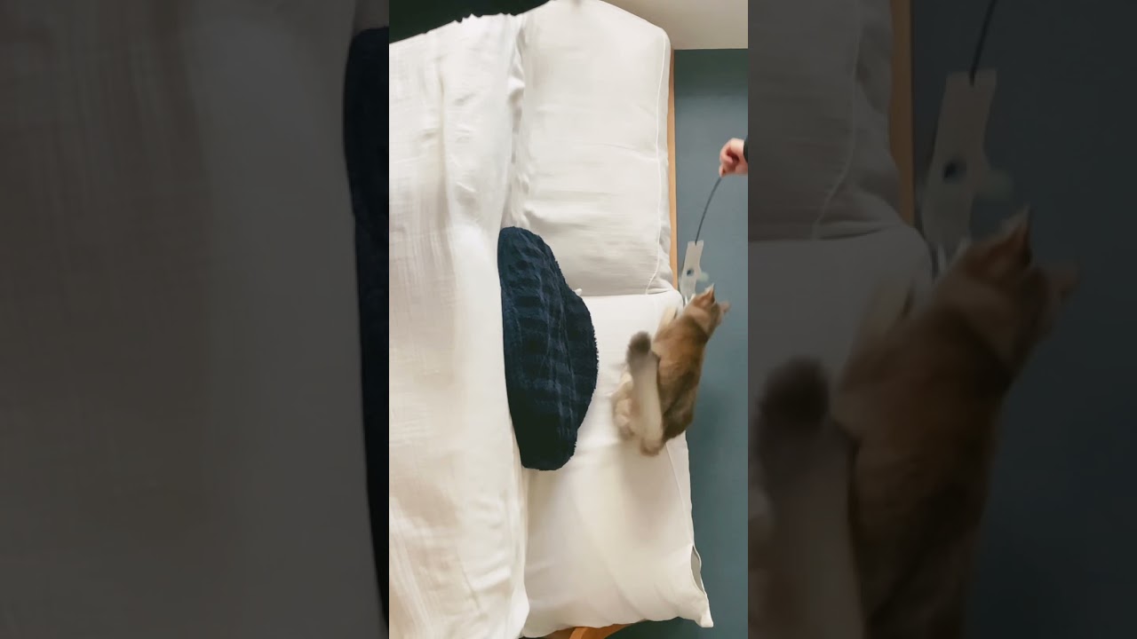 パルクール特訓中の猫。#cat #猫 #ソマリ　#parkour